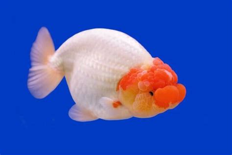 Ranchu Goldfish: Care, Tank Size, Lifespan, Setup & .